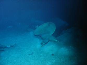 One of  ship's port screws on seabed