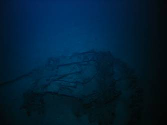 Marine life - eel
