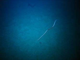 Marine life - eel