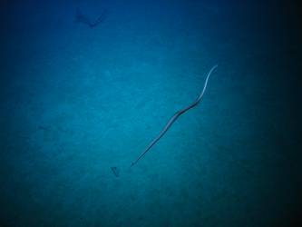 Marine life - eel
