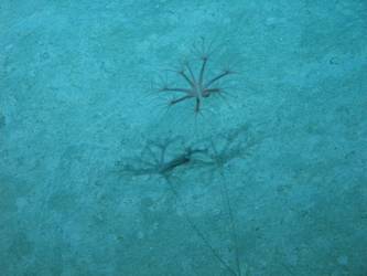 Sea creature on seabed
