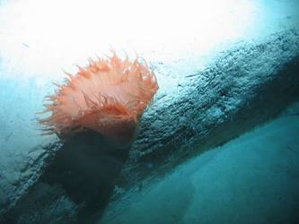 Marine life on a rocky outcrop