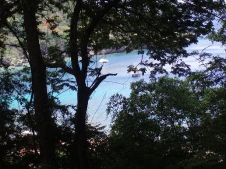 View of Flying Fish Cove through the foliage of some bushes and trees